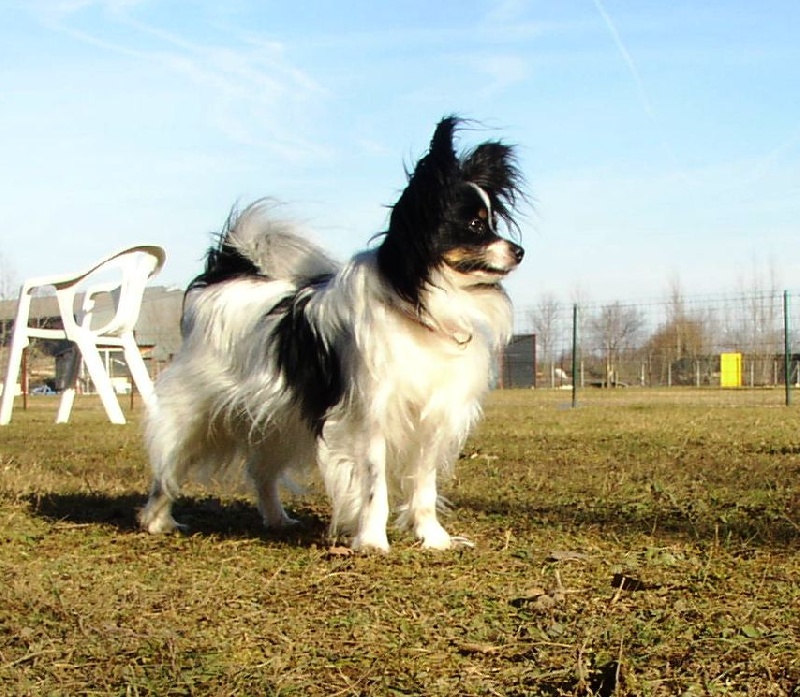 Publication : des Claurés de Karphane