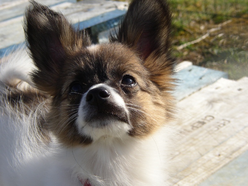 Publication : des Claurés de Karphane