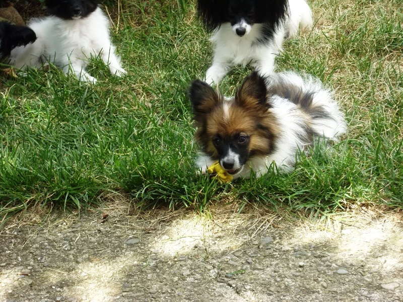 Chiva dit cartouche (Sans Affixe) - EXCL ET RES CAC