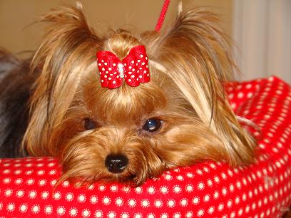 Publication : du domaine de Vellière Auteur : domaine de velliere