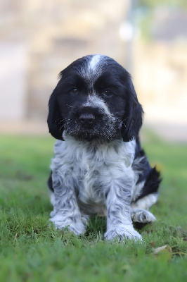 Les chiots de Cocker Spaniel Anglais