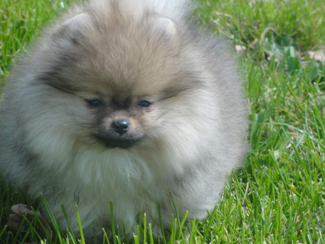 Publication : de Mingyar