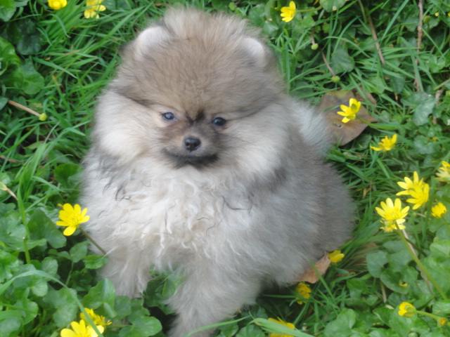 Publication : de Mingyar