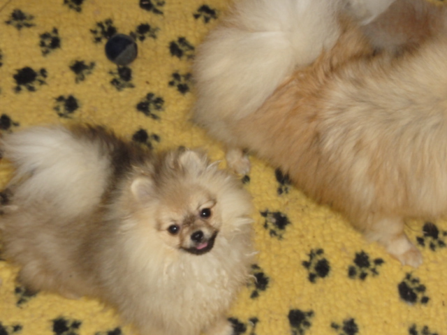 Publication : de Mingyar