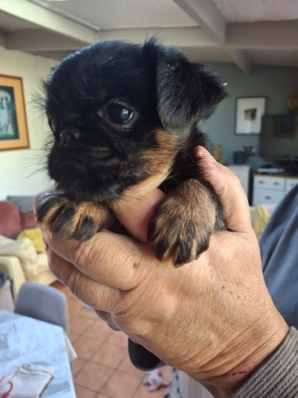 CHIOT 1 - Griffon bruxellois