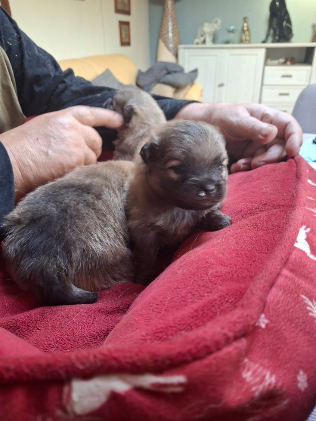 Chiot N°2 - Spitz allemand