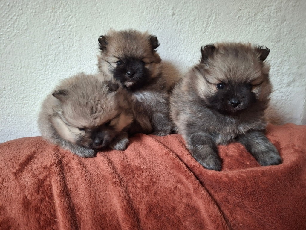 Chiot N°2 - Spitz allemand