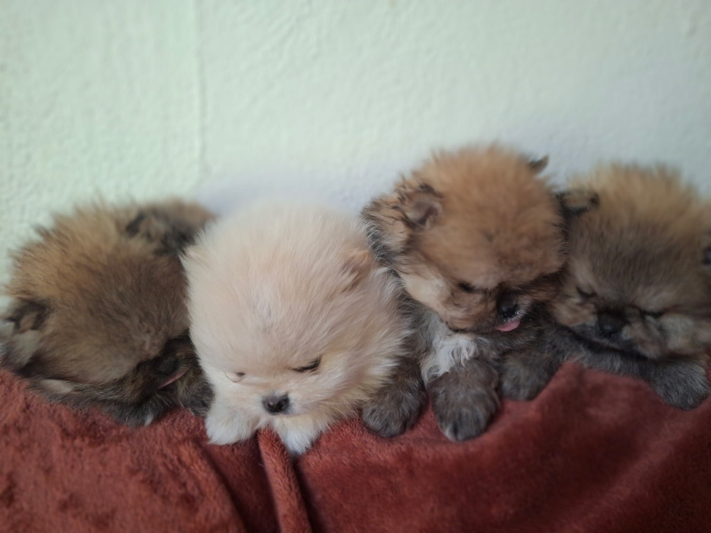 Chiot N°3 - Spitz allemand