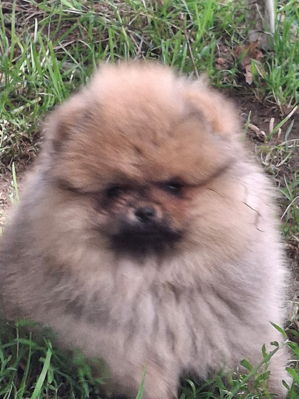 Chiot N°2 - Spitz allemand