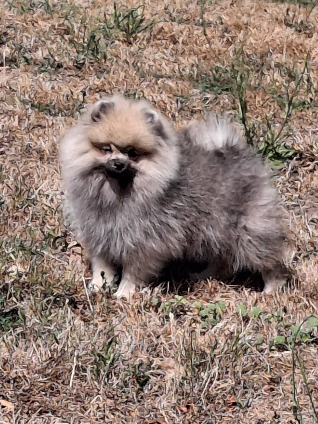 Chiot N°3 - Spitz allemand