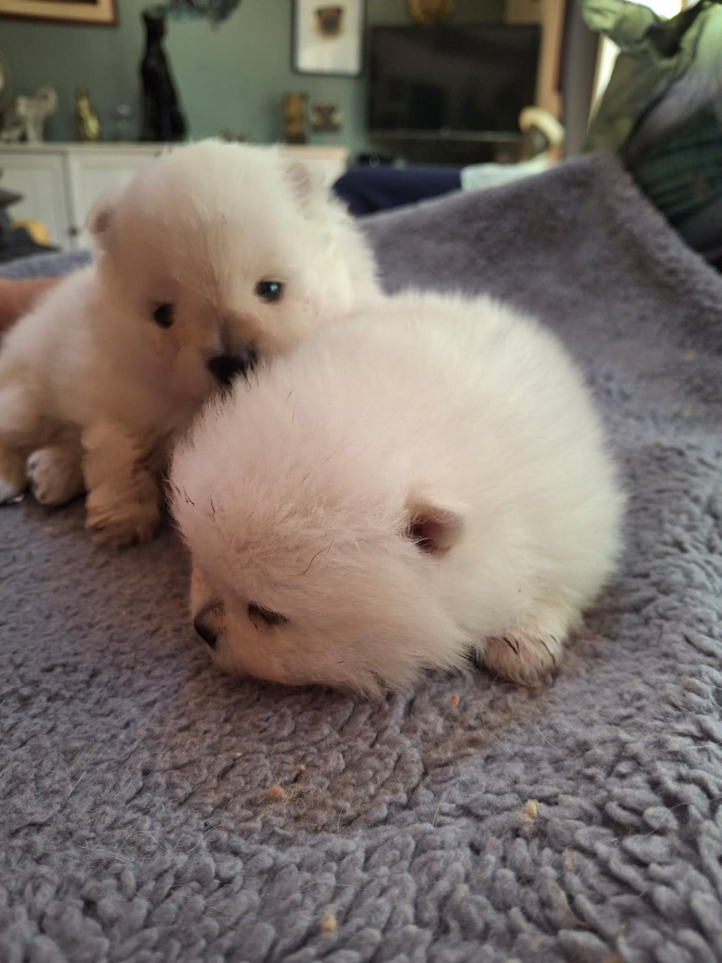 Chiot N°3 - Spitz allemand