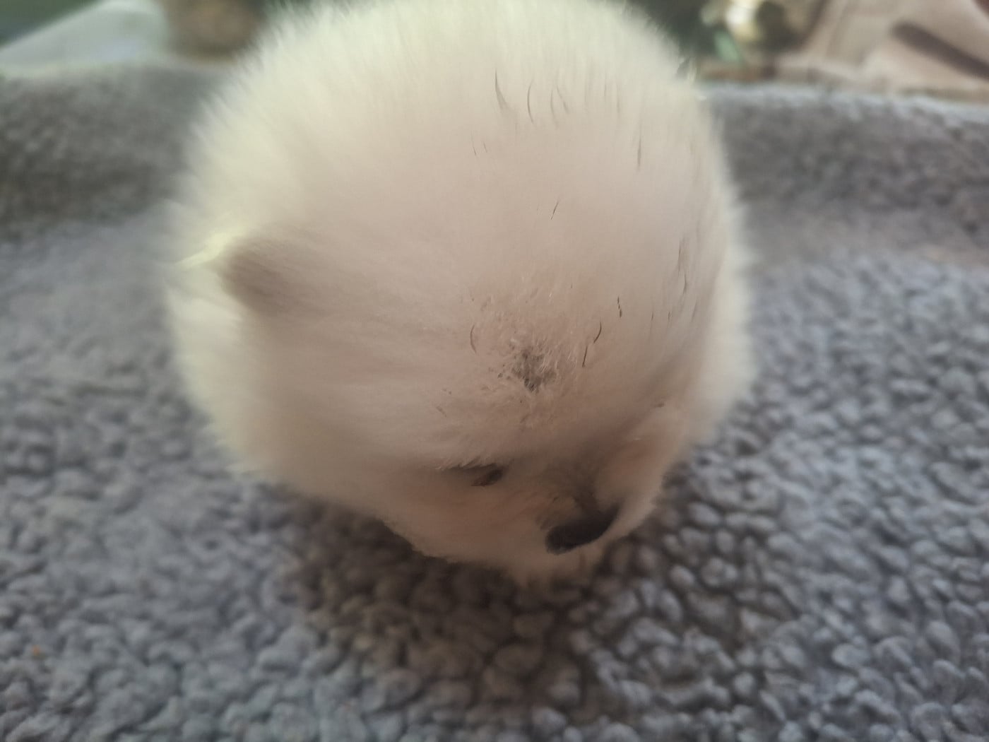 Chiot N°1 - Spitz allemand