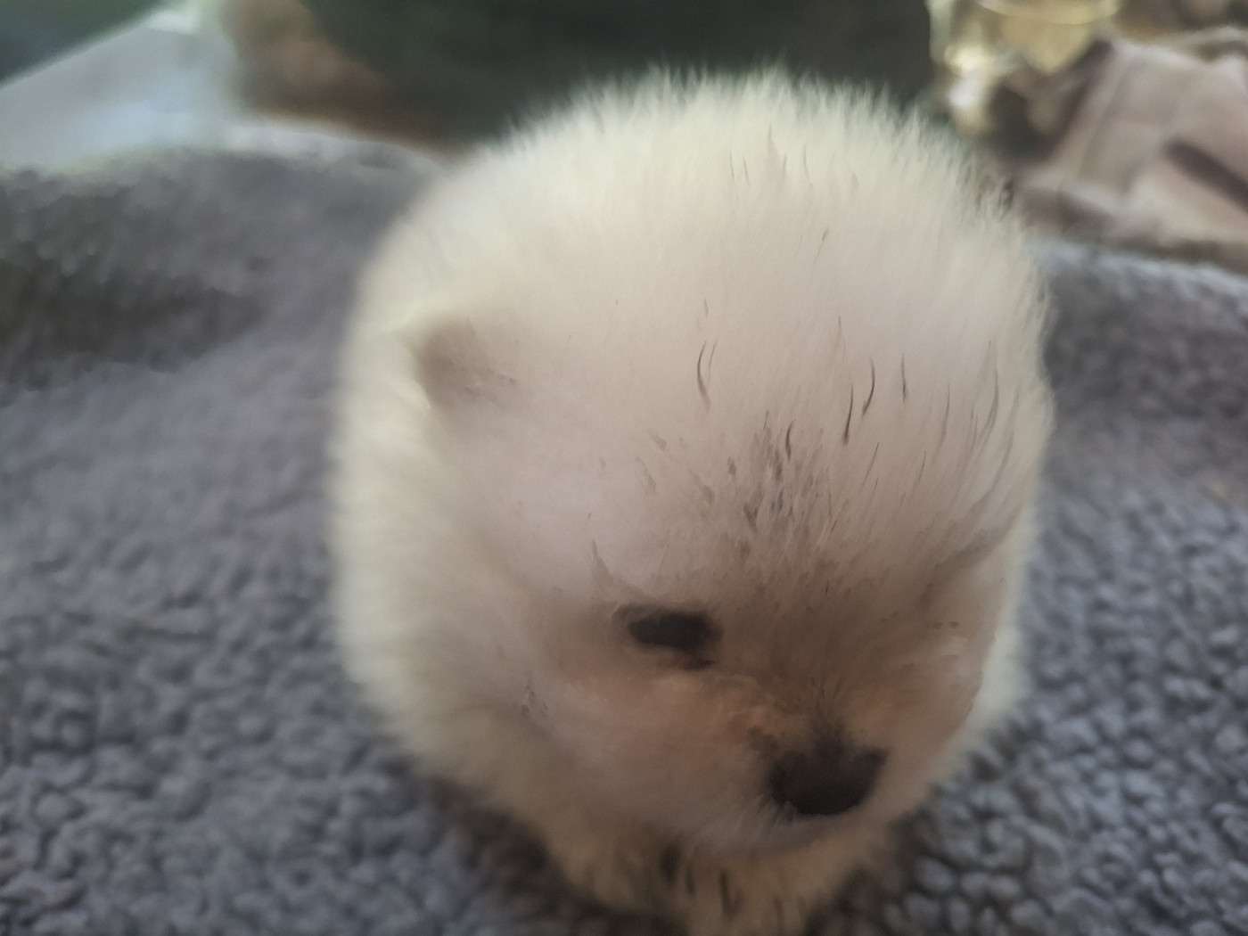 Chiot N°2 - Spitz allemand