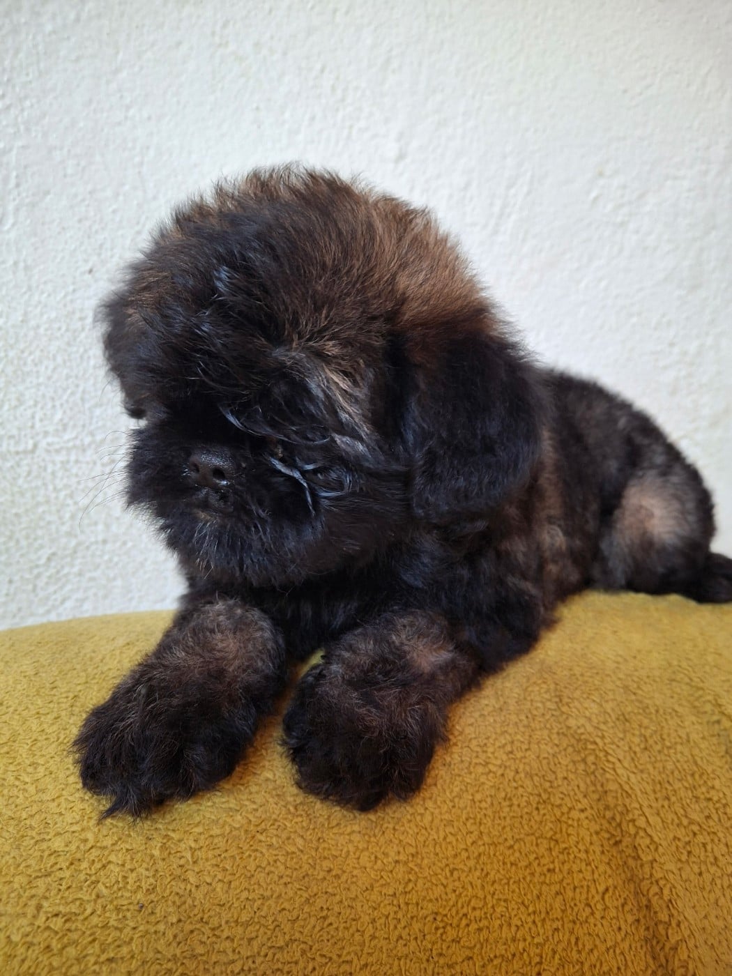 Chiot N°2 - Griffon bruxellois
