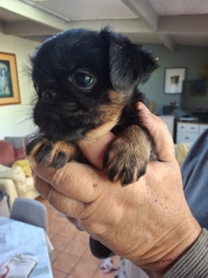 Les chiots de Griffon bruxellois