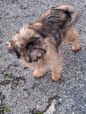 Les chiots de Griffon bruxellois