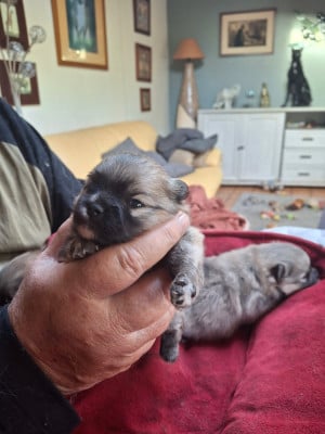 Les chiots de Spitz allemand