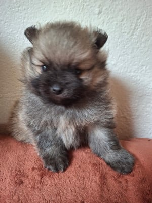 Les chiots de Spitz allemand