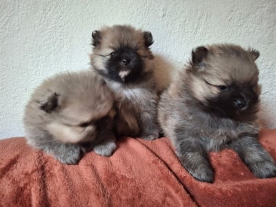 Les chiots de Spitz allemand
