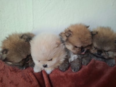 Les chiots de Spitz allemand