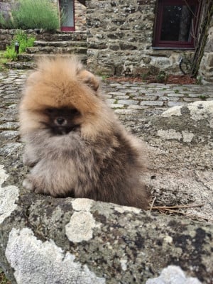 Les chiots de Spitz allemand