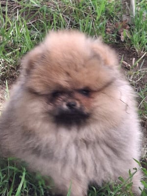 Les chiots de Spitz allemand