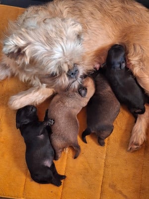 Les chiots de Griffon bruxellois