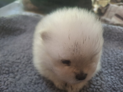 Les chiots de Spitz allemand