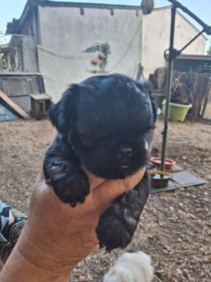 Les chiots de Griffon bruxellois