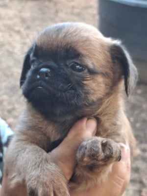 Les chiots de Griffon bruxellois