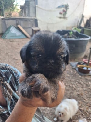 Les chiots de Griffon bruxellois