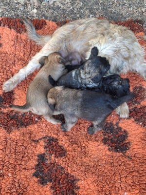 Les chiots de Griffon bruxellois