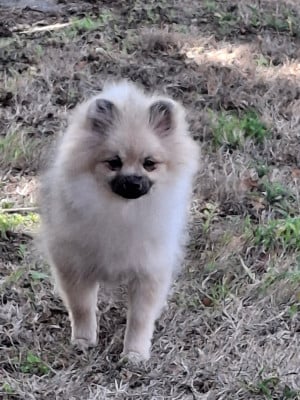 Les chiots de Spitz allemand