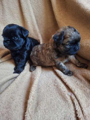 Chiot N°1 - Griffon bruxellois