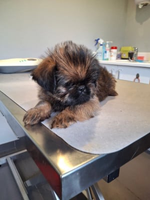Les chiots de Griffon bruxellois