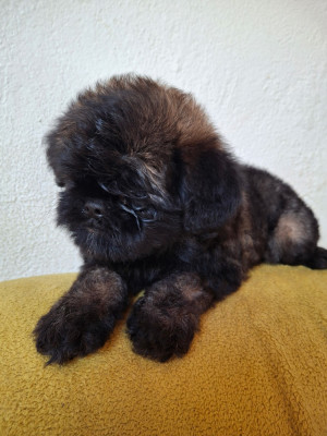 Les chiots de Griffon bruxellois