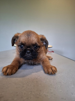 Les chiots de Griffon bruxellois