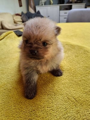 Les chiots de Spitz allemand