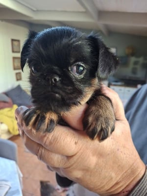 Les chiots de Griffon belge
