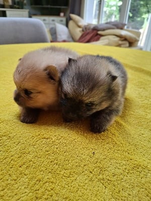 Les chiots de Spitz allemand