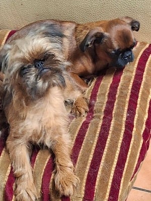 Les chiots de Griffon bruxellois