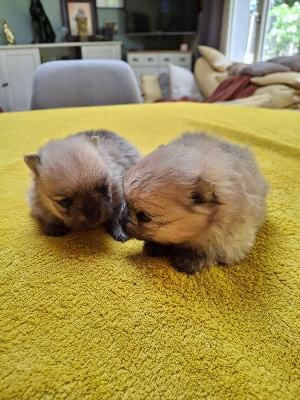 Les chiots de Spitz allemand