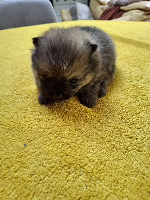 Les chiots de Spitz allemand