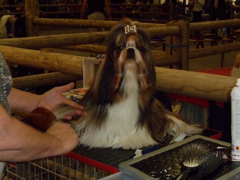 Ermione des loges de karita - 4éme excellent