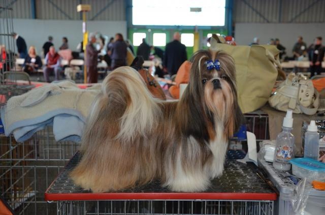 Ermione des loges de karita - 1er excellent