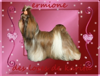 Ermione des loges de karita - 1er excellent