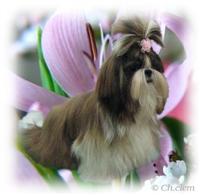 Ermione des loges de karita - prometteur