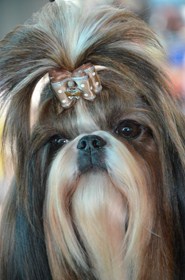 Ermione des loges de karita - très bon