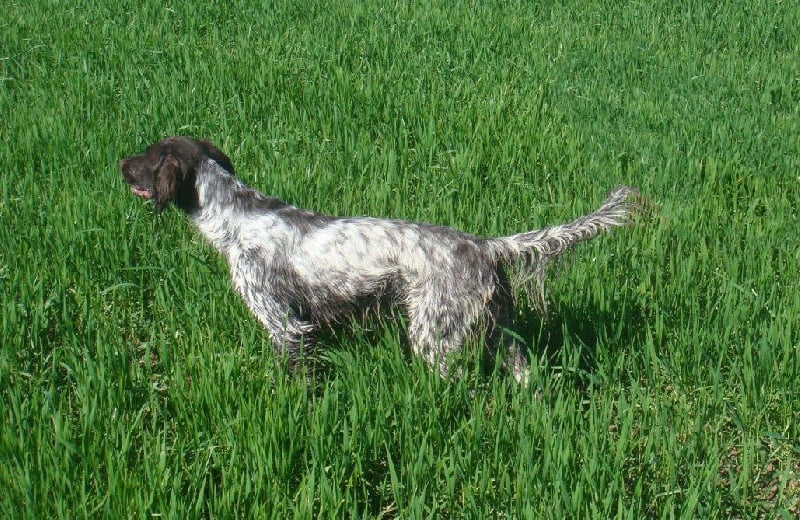 TR. CH. Filty du bois de Berny