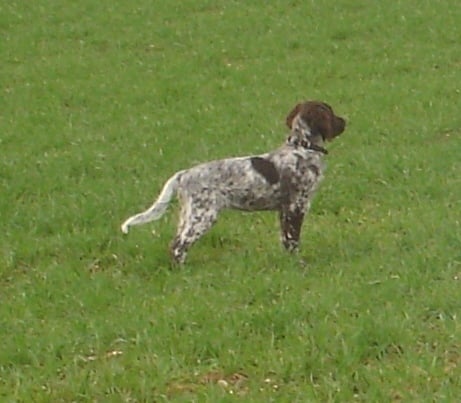 TR. CH. Filty du bois de Berny